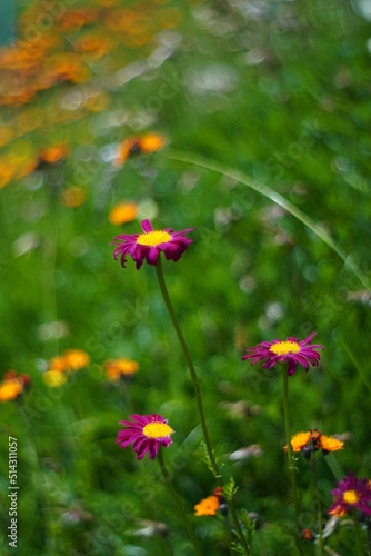 Bunte Blume vor grünem Gras