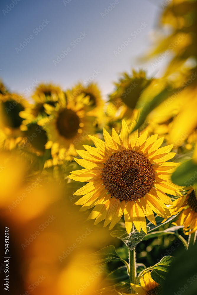 girasole girasole