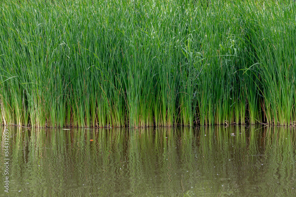 Selective focus of grass Typha angustifolia, Narrowleaf cattail are upright perennial plants that emerge from creeping rhizomes, The long tapering leaves have smooth margins and are somewhat spongy. Selective focus of grass Typha angustifolia, Narrowleaf cattail are upright perennial plants that emerge from creeping rhizomes, The long tapering leaves have smooth margins and are somewhat spongy.