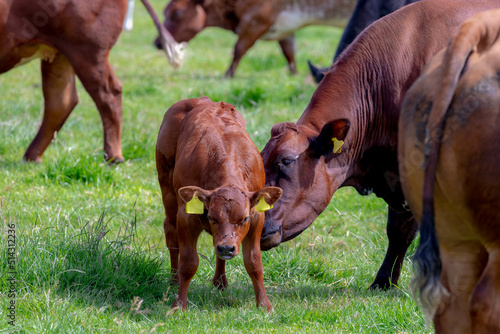 Selective focus of young female orange brown Dutch cow and baby on green grass meadow, A mother licking newborn calf, Open farm with dairy cattle on the field in countryside in Netherlands.