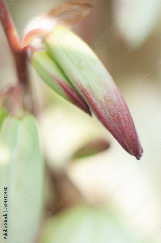 Obraz premium large creamy flowers on the inflorescence of garden yucca, beauty in nature