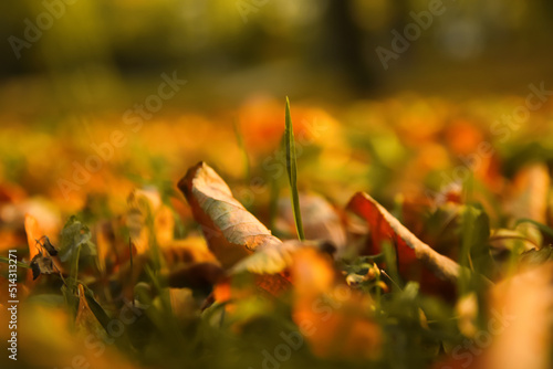 Defocus autumn leaves. Green and orange autumn leaves background. Outdoor. Colorful background image of fallen autumn leaves. Green grass. Copy space. Fall backdrop. Blurred. Out of focus