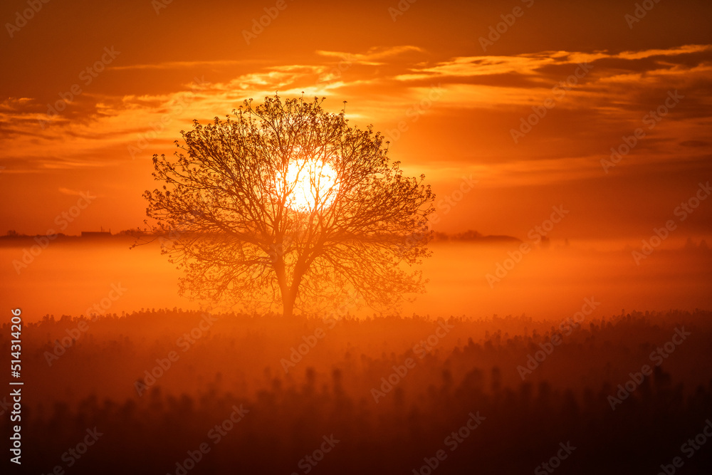 Single tree in rape field with beautiful and colorful sunrise in background