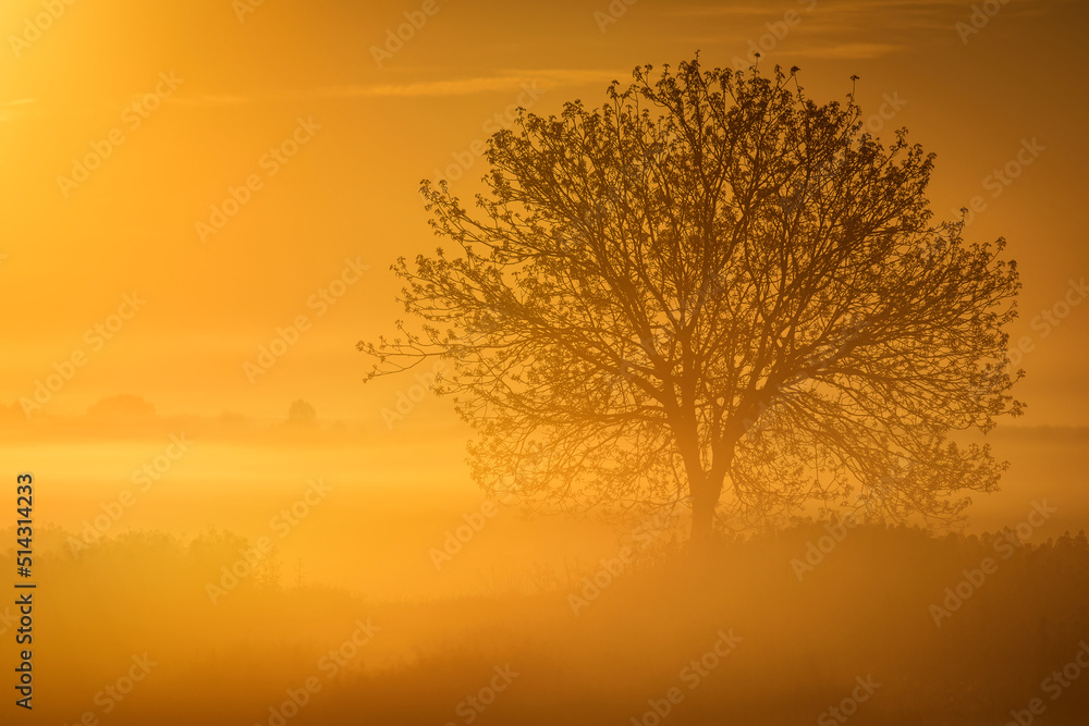 Single tree in rape field with beautiful and colorful sunrise in background Single tree in rape field with beautiful and colorful sunrise in background