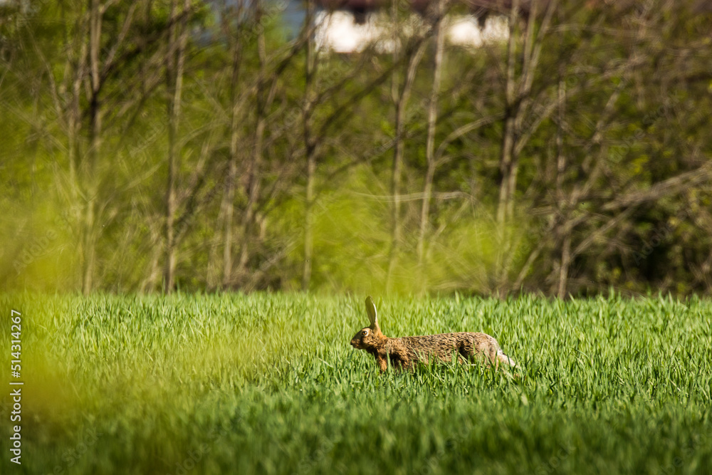 Wild rabbit in the green grass durin summer time with forest in background Wild rabbit in the green grass durin summer time with forest in background