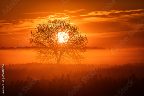 Obraz na płótnie Single tree in rape field with beautiful and colorful sunrise in background w salonie