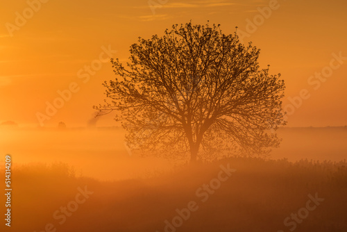 Single tree in rape field with beautiful and colorful sunrise in background © danmir12