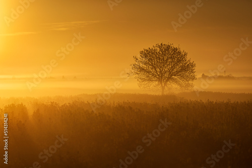 Single tree in rape field with beautiful and colorful sunrise in background