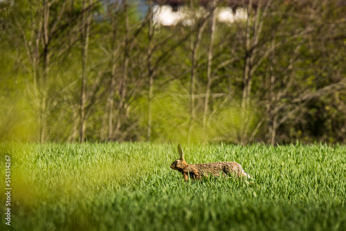 Fototapeta Naklejka Na Ścianę i Meble -  Wild rabbit in the green grass durin summer time with forest in background