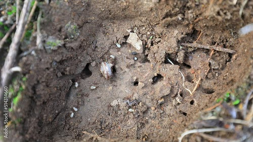 Wallpaper Mural Ants carrying food on the ground, North China Torontodigital.ca