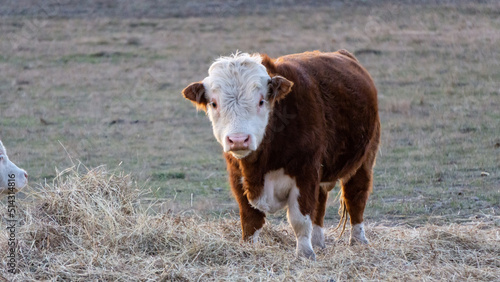 cows in a field