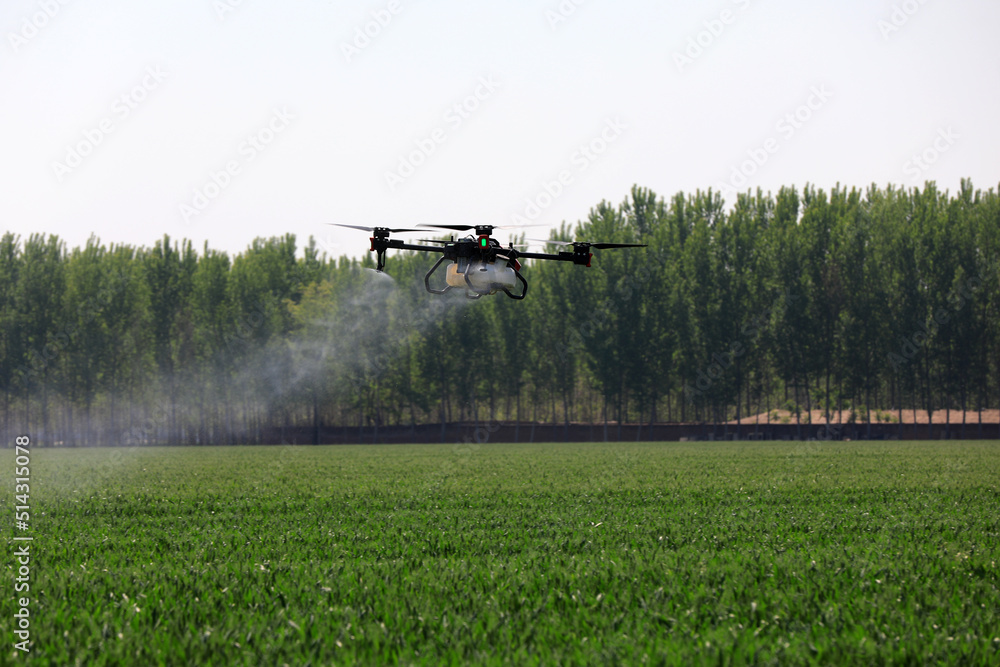 farmers use plant protection UAVs to spray pesticides on wheat, North China farmers use plant protection UAVs to spray pesticides on wheat, North China