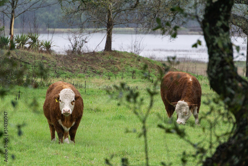 cows in the field