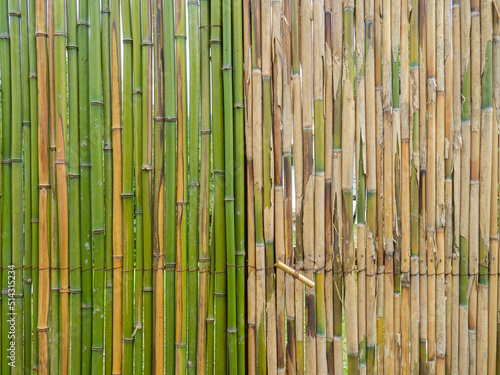 Bamboo fence. Fence made of thin green bamboo. Strong fence.  Background of dry and fresh bamboo. wall of stems