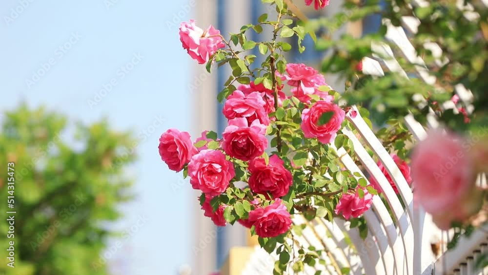 Blooming roses in the park, North China Blooming roses in the park, North China