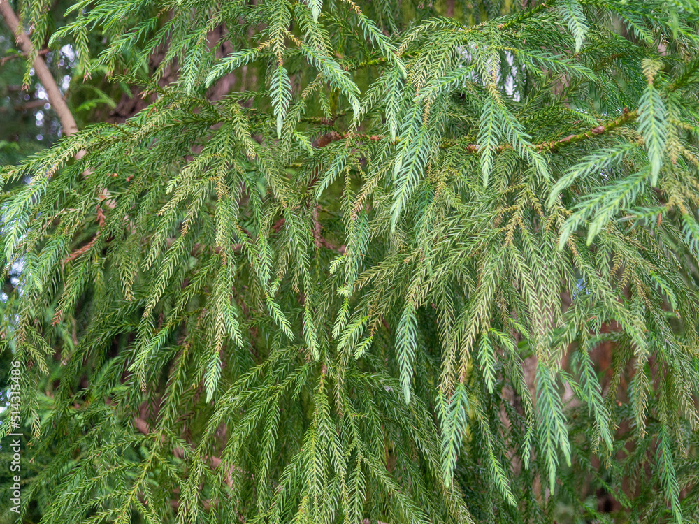 Soft branches of a coniferous tree. Background of thorns. Natural pattern. Soft branches of a coniferous tree. Background of thorns. Natural pattern.