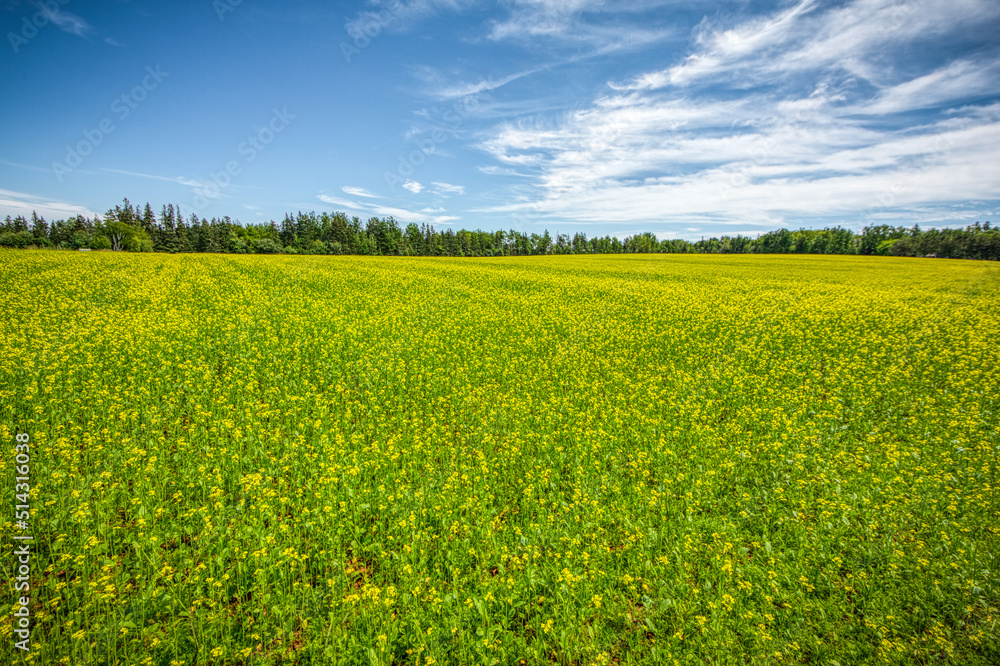 field with blue sky