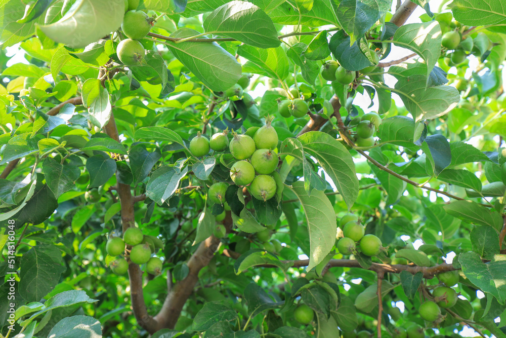 Begonia fruit on branches, North China