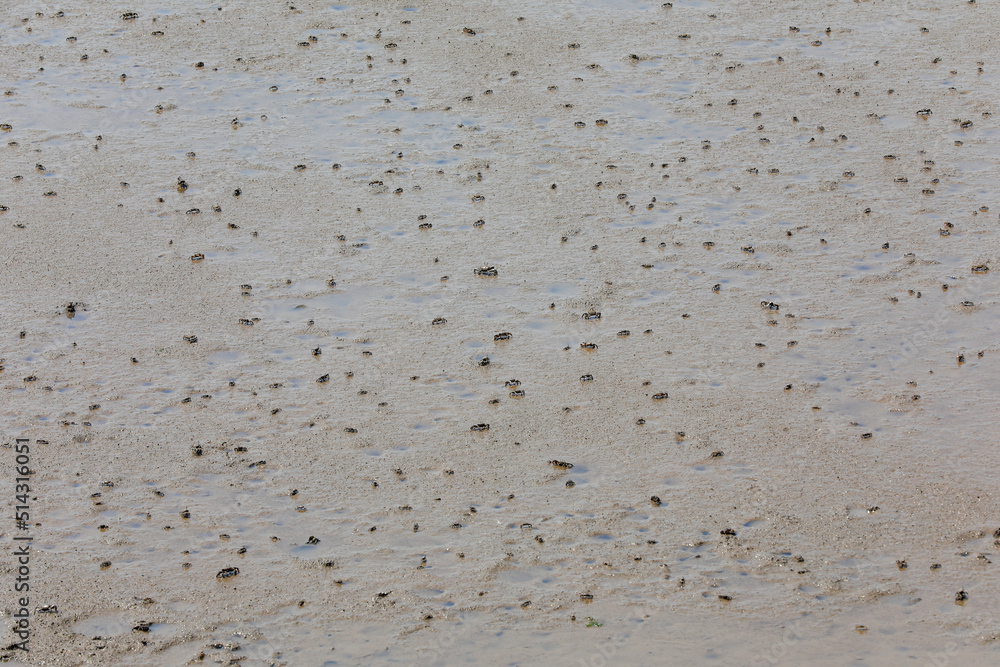 Crabs crawling on muddy beaches, North China Crabs crawling on muddy beaches, North China