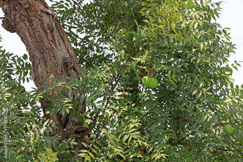 A 500 year old civilian fruit tree still bears fruit, North China