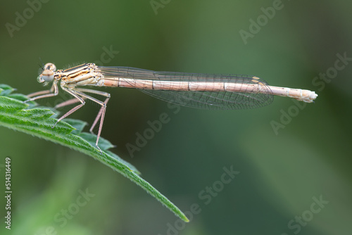 Wallpaper Mural a small white feather dragonfly sits on a green leaf in summer, in the morning Torontodigital.ca