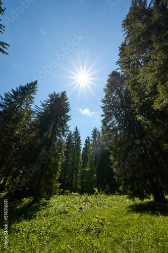 forest and sky