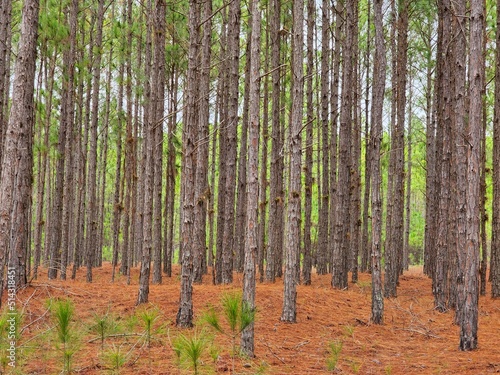 Fototapeta Naklejka Na Ścianę i Meble -  floresta de árvores de pinus