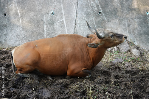 Wild Banteng is resting in the mote photo