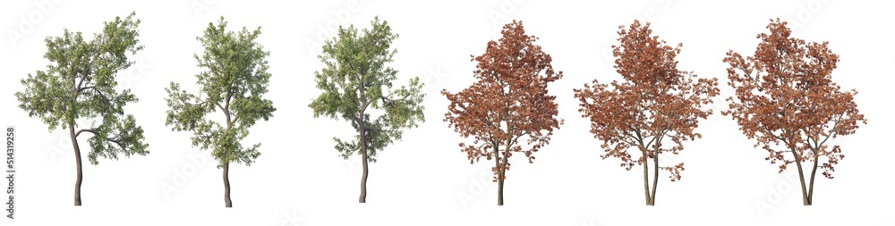 Obraz premium Multi-season tree on a white background.