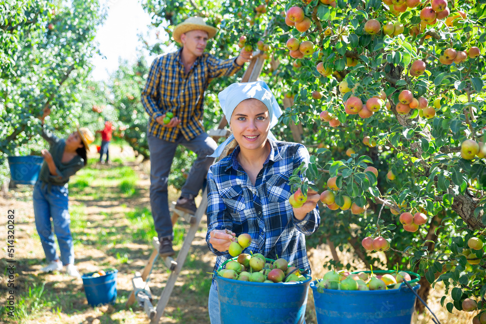 Fototapeta premium Three workers picking green and pink pears in garden