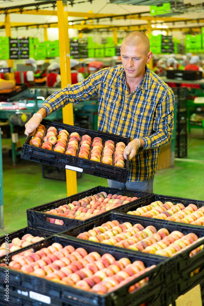 Obraz premium European worker stacking boxes with selected peaches