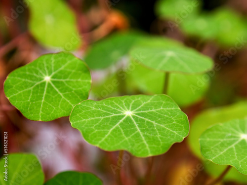Macro photography of the nasturtium leaves, captured in a garden near the colonial town of Villa de Leyva in central Colombia.