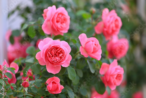 Blooming roses in the park, North China