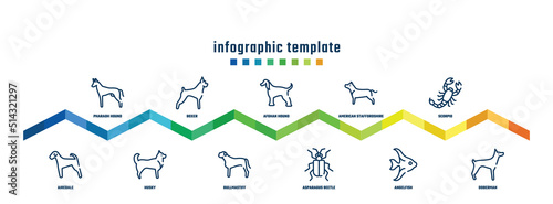 concept infographic design template. included pharaoh hound, airedale, boxer, husky, afghan hound, bullmastiff, american staffordshire terrier, asparagus beetle, scorpio, doberman icons. photo