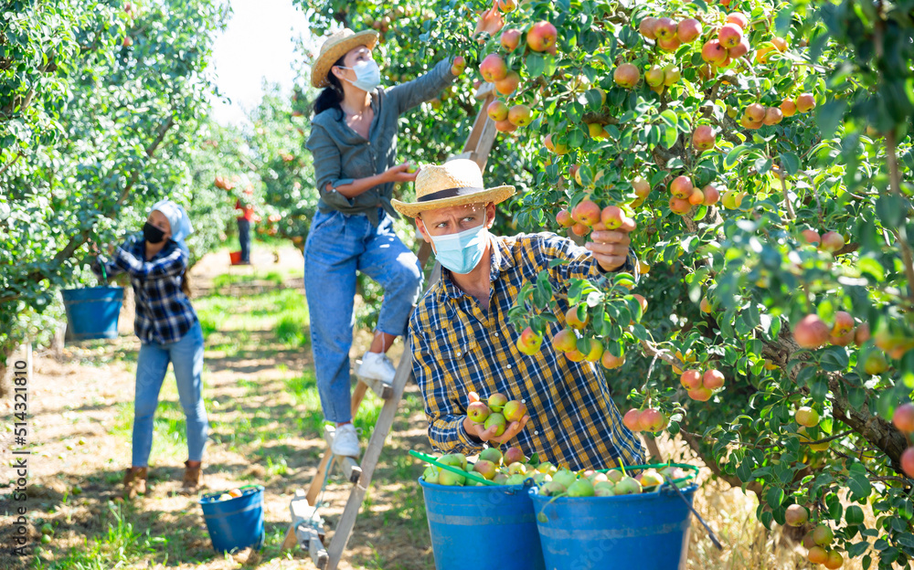 Fototapeta premium Three workers in face masks picking green and pink pears in garden