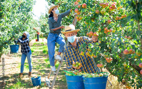 Three workers in face masks picking green and pink pears in garden