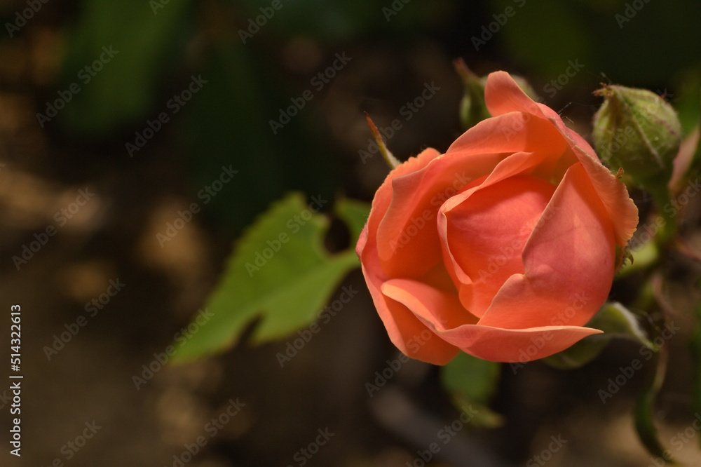 orange rose