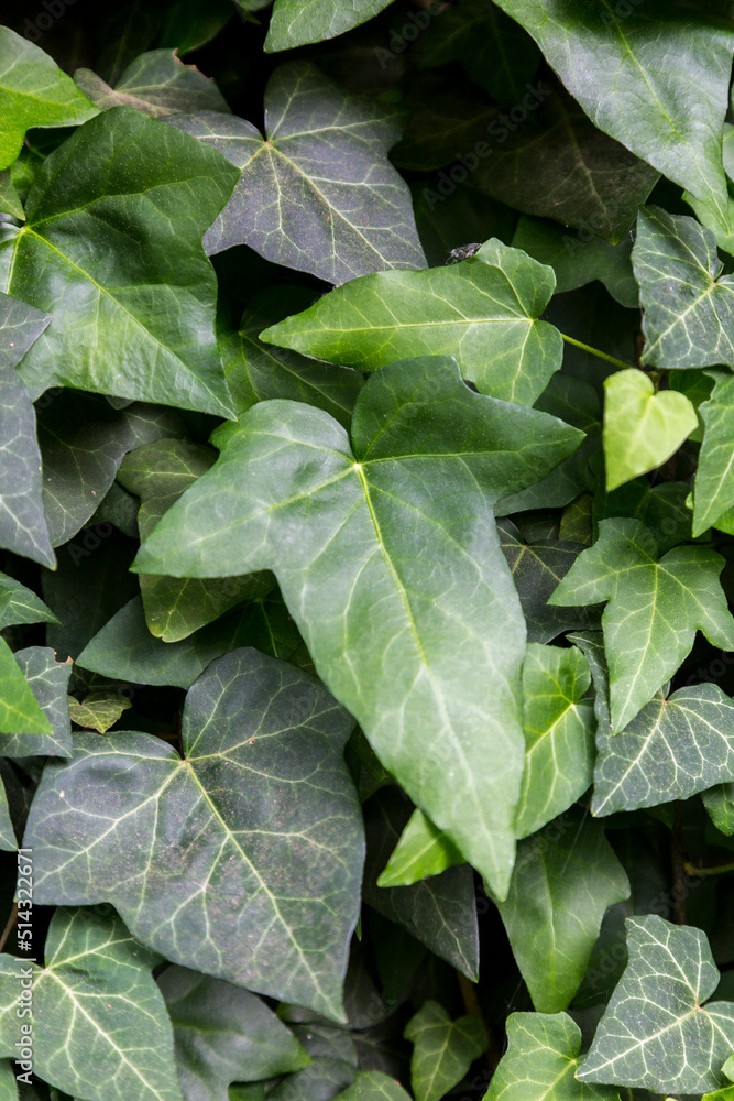 Hedera, commonly called ivy (plural ivies). Ivies are very popular in cultivation within their native range and compatible climates elsewhere Hedera, commonly called ivy (plural ivies). Ivies are very popular in cultivation within their native range and compatible climates elsewhere