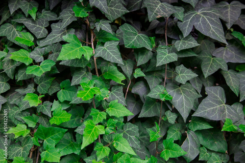 Photo Wall covered with ivy (hedera)