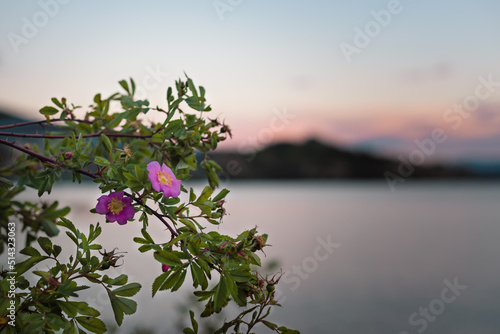 Close-up of wild rose flowers with sunset lake and sky