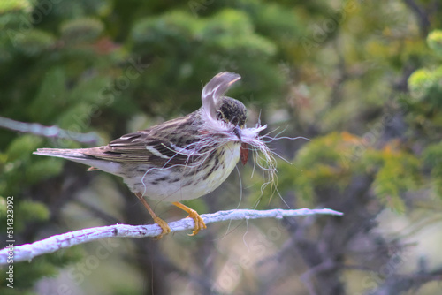 Blackpoll Warbler Holding Feathers for Nest