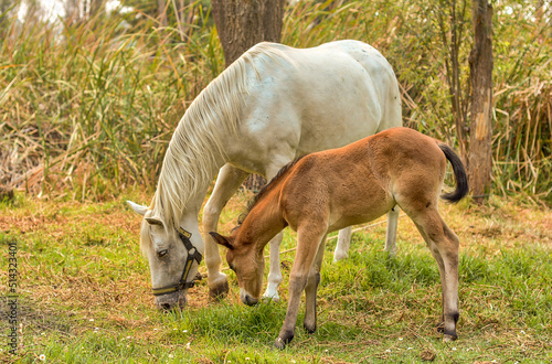 horse and her calf