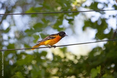 Baltimore Orioles hanging out in the trees in a backyard in Ontario. © Jorge