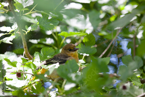 Baltimore Orioles hanging out in the trees in a backyard in Ontario.
