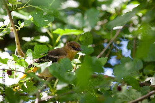 Baltimore Orioles hanging out in the trees in a backyard in Ontario. photo