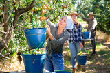 Young adult woman farmer working in orchard with group of seasonal workers, picking ripe organic pears