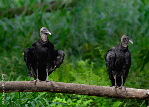 Two Black Vultures resting on the log and drying their wings against green background