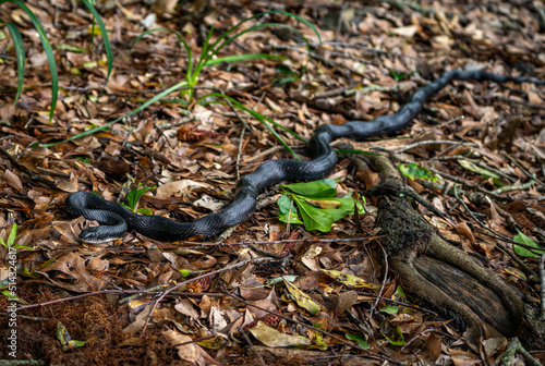 Black Snake Slithering Around in the Leaves