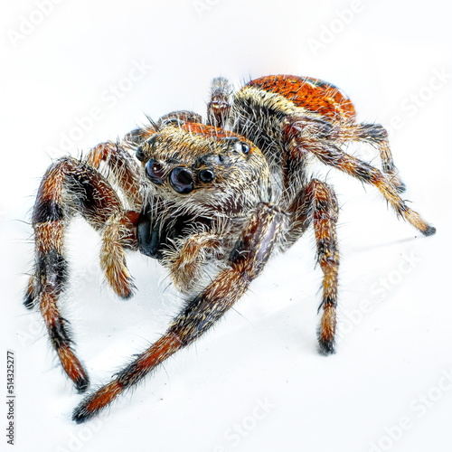 Macro Jumping Spider