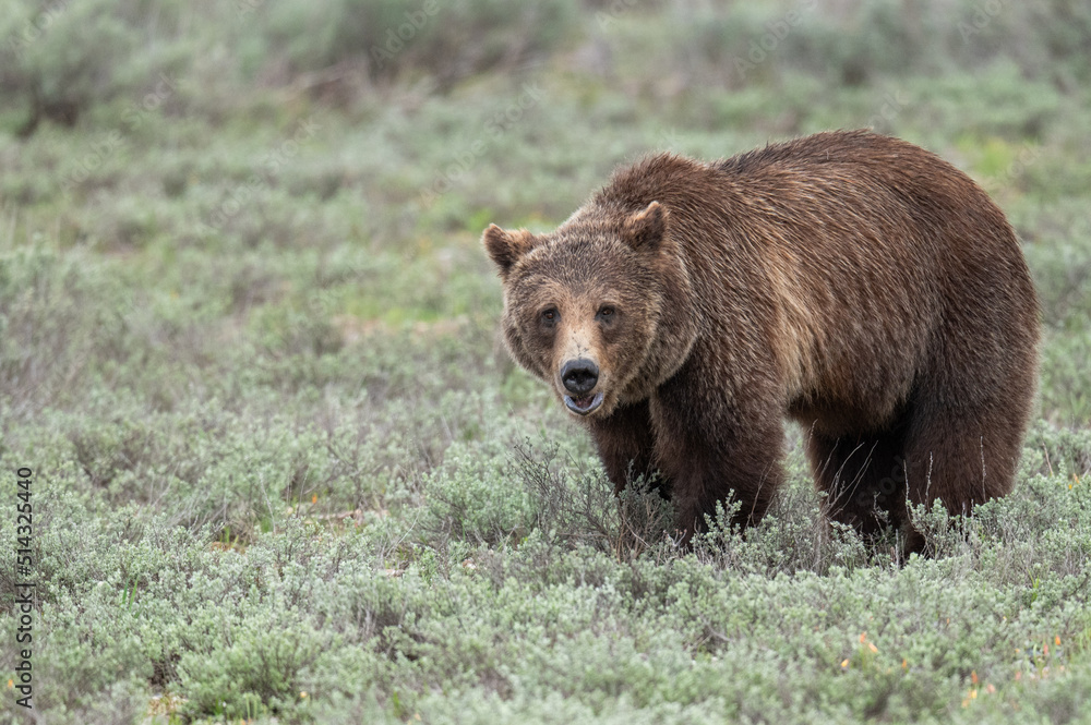 Male Grizzly Bear in a Meadow